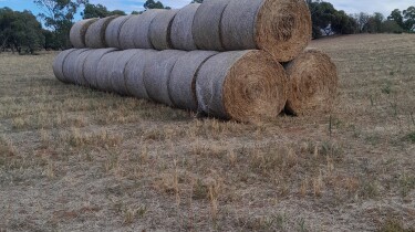 Photo hay Gawler Belt 01042026